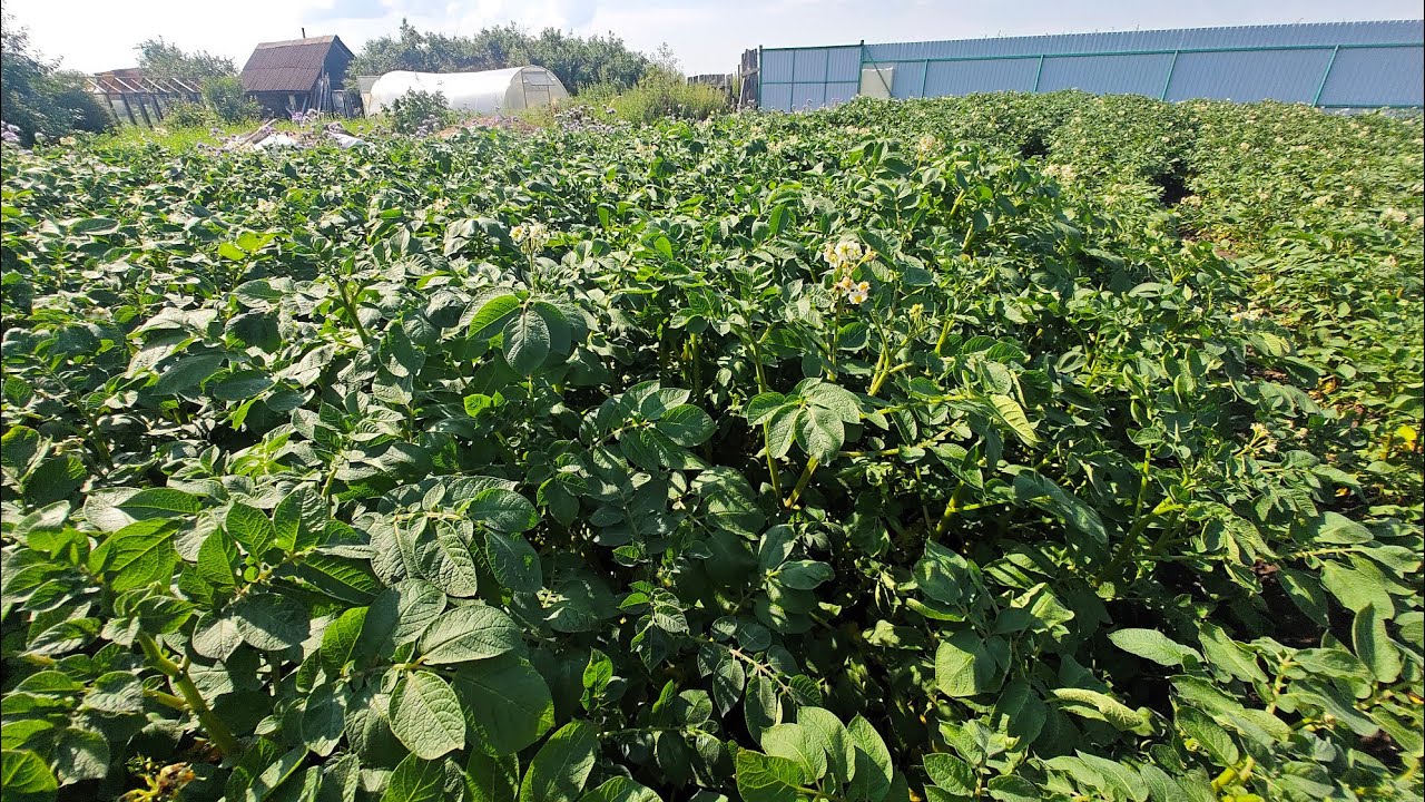 Сарпо Мира 2025. 75 дней с момента посадки. 1 часть.