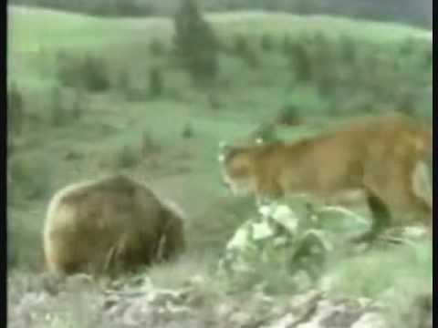 Cougar Tribute2 Cougar vs Bear. Cougar vs Wolf, Mo...