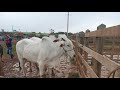 FEIRA DE GADO DE BUIQUE PE 21/08/2021