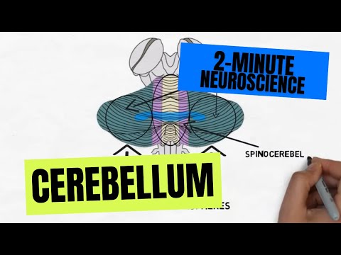 2-Minute Neuroscience: Cerebellum