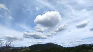 Mountain pine forest mother nature- Turlata Peak- Gela Village- 1485 m.- Rhodope Mountain, Bulgaria