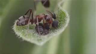 Karıncalar ve yaprak bitleri - Ants &amp; aphid farming