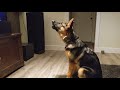 German Shepherd Howling Challenge!