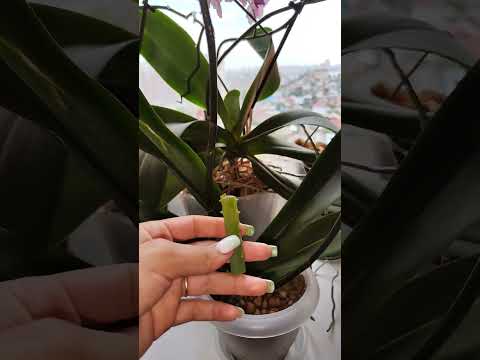 Video: Kdy kvetou aloe?