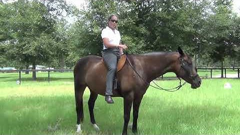 How Long Should My Reins Be? Common Mistakes Beginner Rider’s Make