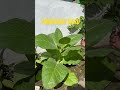 Tembakau Bligo / Kentucky x Jinten #petanitembakau #shortvideo