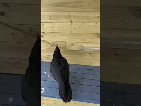 Сходу решил задачу #crow #воронгоша #raven #animal #aboutbirds