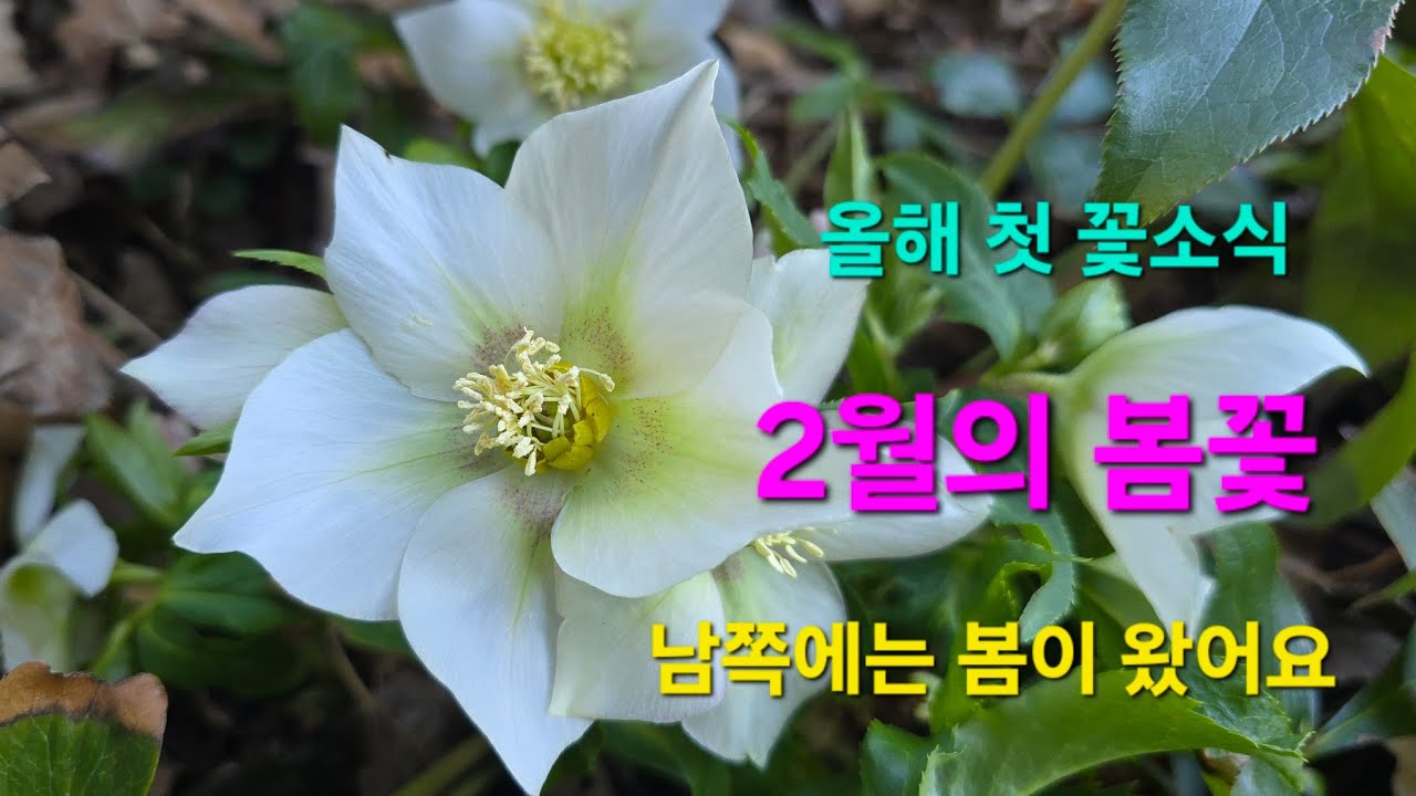 남도의 정원에는 봄이 왔어요 2026. 2. 25