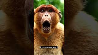 दुनिया का सबसे अजीब बंदर — Proboscis Monkey 😳 #weirdanimals #funnyvideo #shorts