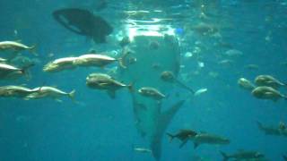 Feeding Time - Georgia Aquarium, Atlanta, GA -