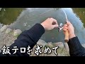 空から魚が降ってくる管理釣り場でニジマス釣って料理して食う【飯テロ/釣り】
