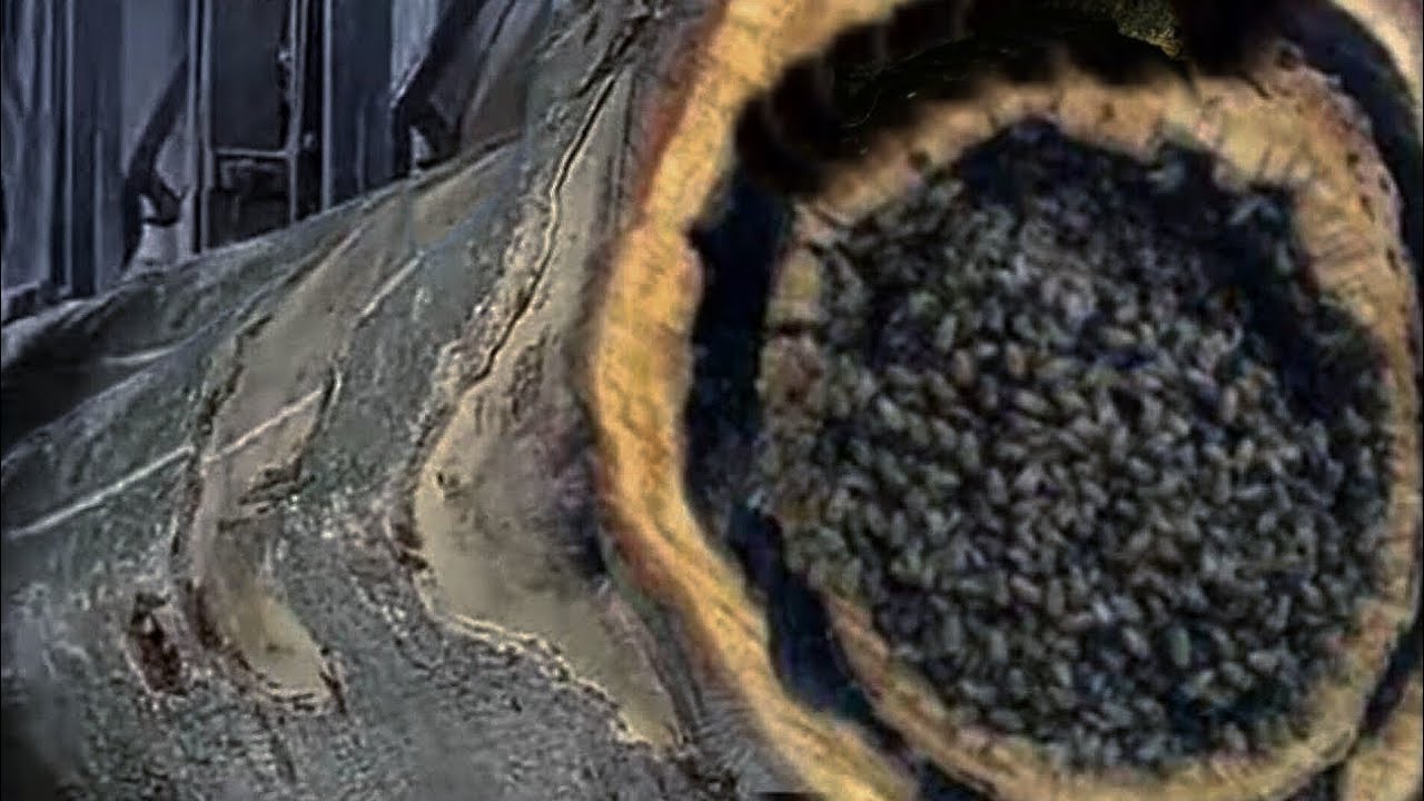 120 seconds before disaster damaged wood at the sawmill occurred - YouTube