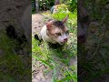 Good morning #catvideos #trendingshorts