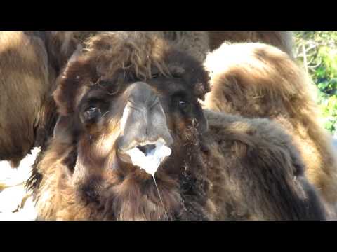 Drooling Camel