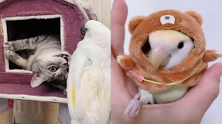Information Funny Parrot Will Make Your Day 34 (Pet Diary) Guide