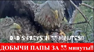 Добычи! Чулман как заводной 🦅🦩🐥🐟🦅Preys! Chulman is like a wind-up🌲Камычи•02.05.2024