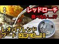 レッドローチを与えるも食べないのでGEXレオパブレンドフード与えてみた。【ヒョウモントカゲモドキ】