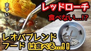 レッドローチを与えるも食べないのでGEXレオパブレンドフード与えてみた。【ヒョウモントカゲモドキ】