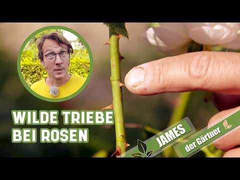 Video: Blindtriebe An Rosen