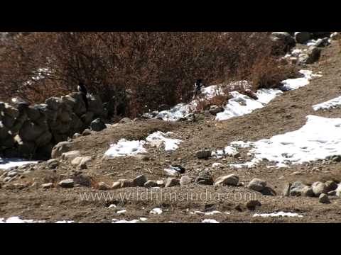 winter-birds-of-ladakh
