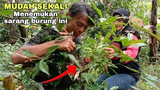 Download Lagu Ketika musimnya, tempat terbuka pun jadi burung ini bersarang || ada anaknya unyu unyu. MP3