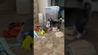 Alaskan Klee Kai fighting over a toy