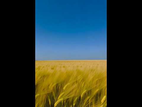 Скажи мені пісня навіщо ти є Ukraine Music Folk Aimusic 