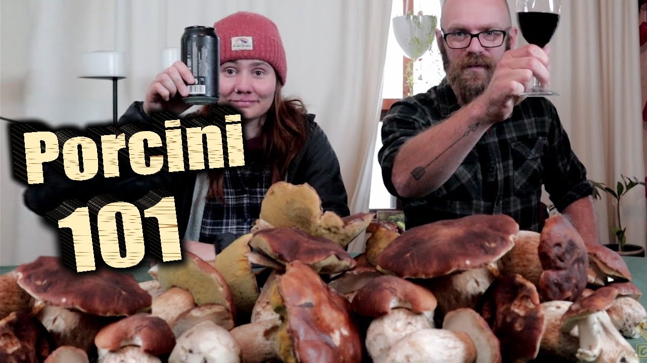 How to find EPIC amounts of Porcini Mushrooms (Penny Bun) YouTube