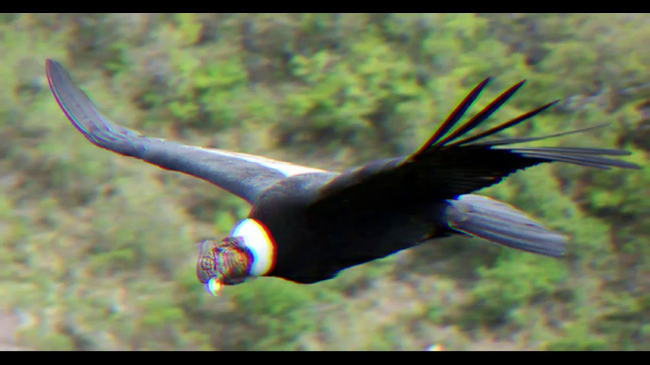 El Condor PasaLeo Rojas 🎶 YouTube