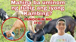 Paano palakasin uminom ng tubig ang mga alagang Kambing? | Salt   Electrolytes painom sa mga kambing
