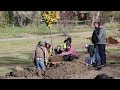 Volunteers plant trees for the new Sage Park Arboretum on Wednesday, Oct. 22.