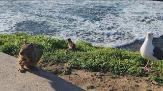 Bait stations that the City of San Diego uses to reduce squirrel population prompts some concern