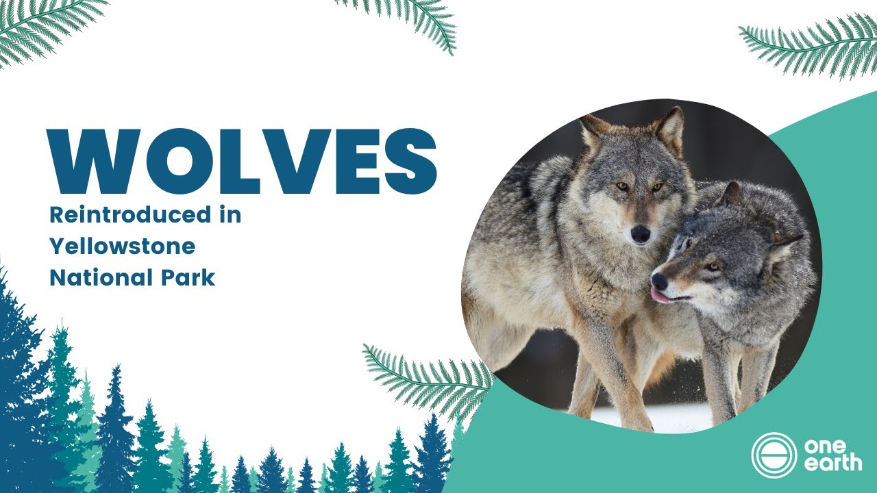 One Earth Wolves Reintroduced In Yellowstone National Park YouTube One Earth Wolves Reintroduced In Yellowstone National Park YouTube