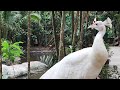 Малайзия зоопарк остров Лангкави Парк Лангкави Уайлдлайф Zoo Langkawi Island Park Langkawi Wildlife