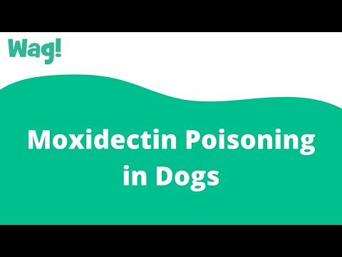 Videó: A moxidektin mellékhatásai a kutyákban