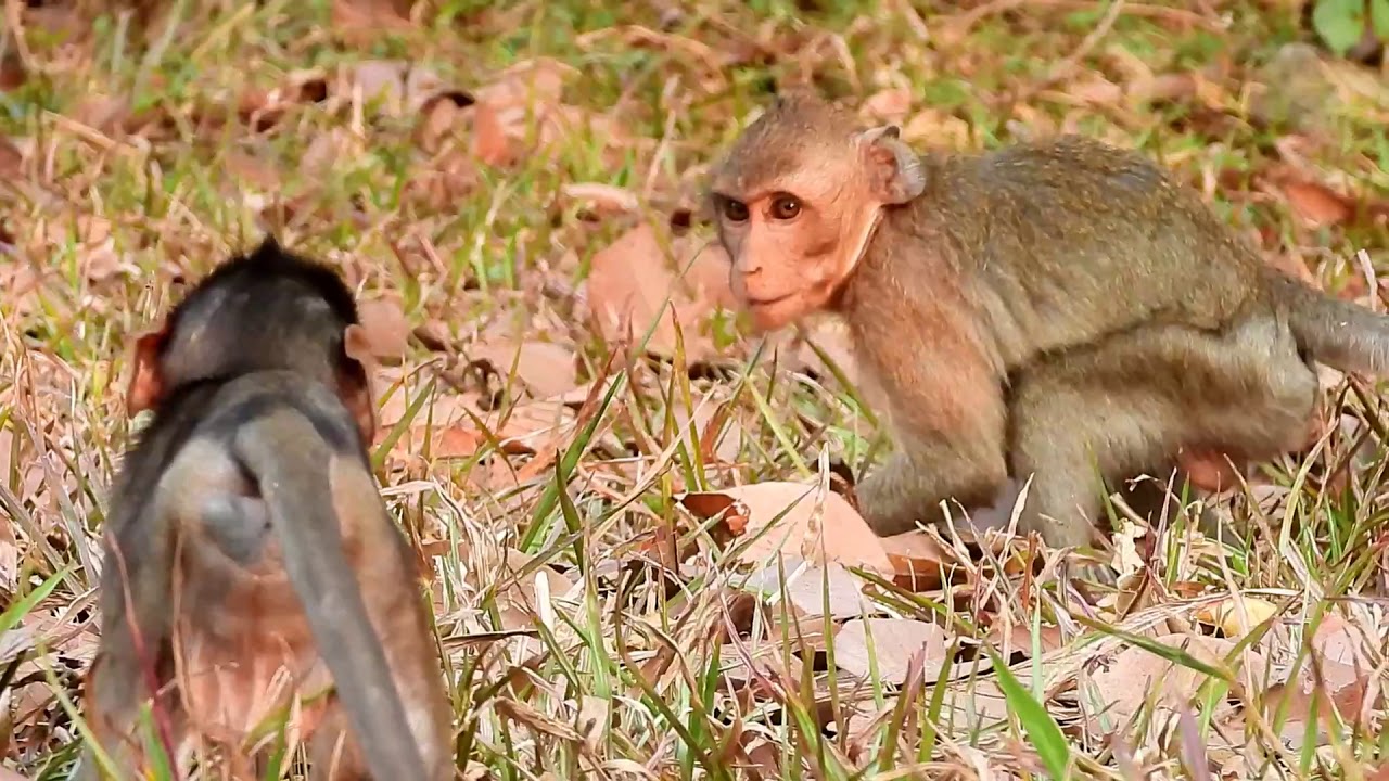 Super Stare...Janna Angry Her Brother Get Eating Then Her While She No Milk Like Him