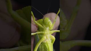 Biggest Leaf Bug I've Ever Seen!