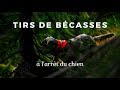 Compilation de tirs de bécasses à l'arrêt du chien