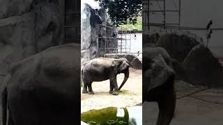Mali the Elephant in the New Manila Zoo