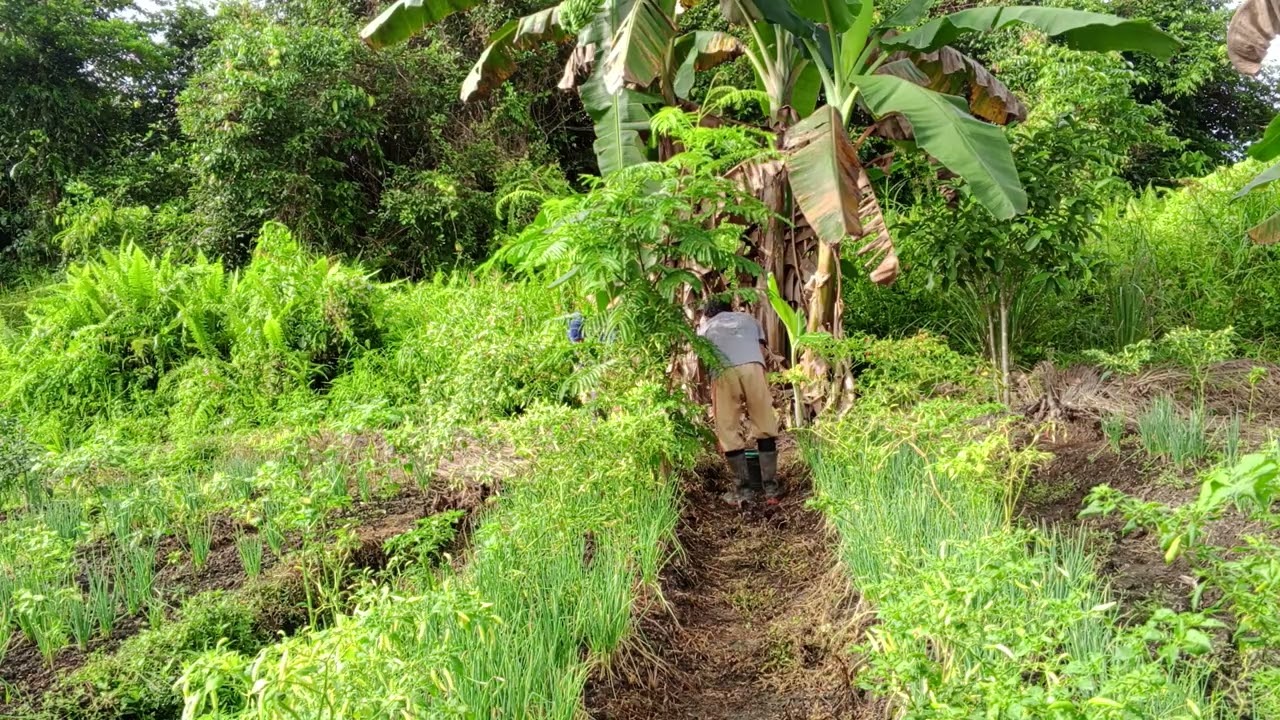 ALHAMDULILLAH PANEN LAGI