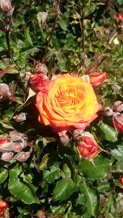 Роза 🌹 спрей Оранж беби. - YouTube