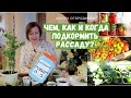 Без ЭТОГО не будет богатого урожая! Чем, когда и как подкормить рассаду?