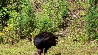 Turkey Vulture Lunch
