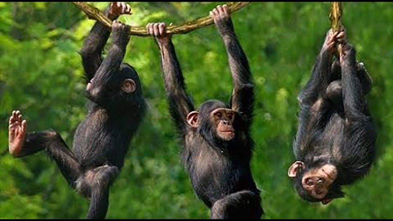 Висят на ветвях. Шимпанзе в Африке. Мартышка на ветке. Шимпанзе на ветке. Обезьяна висит на ветке.