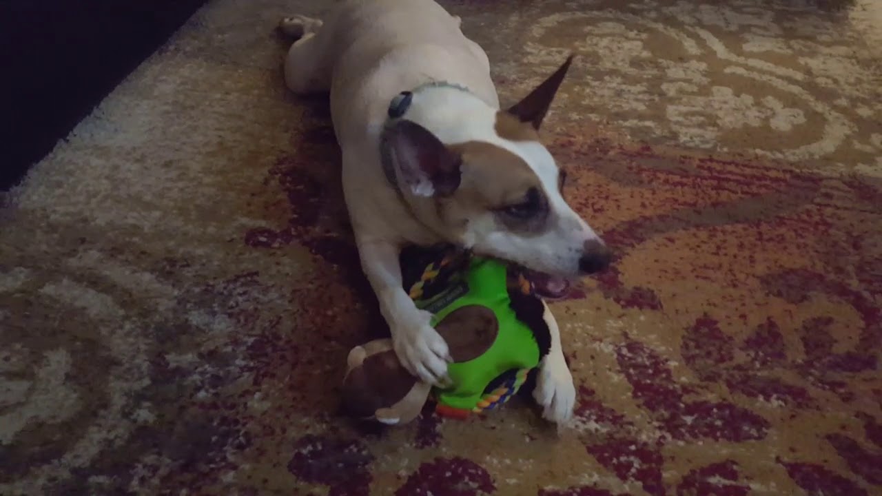 Cesar Millan Ring a Ding dog toy -  Destroy in 10Min - REVIEW dog PET TOY