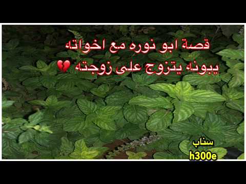 148 قصة ابو نوره مع أخواته يبونه يتزوج على زوجته