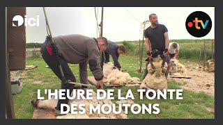 Lheure De La Tonte Des Moutons