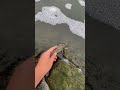 Releasing a Sauger #walleyefishing #walleye #fish #fishing