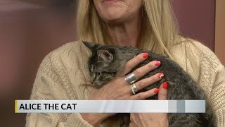 FURRY FRIDAY: Meet Allice the cat