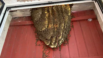 Quelle LA est différence entre une abeille nid d'abeille ou nid de guêpe ?